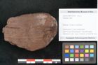 Foto (Objekt + Etikett) von Plantae indet.  (NHMW-GEO-2024-0188-10474)